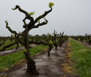 Marian's Vineyard Zinfandel