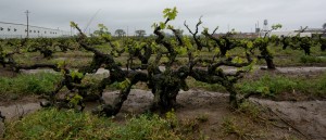 Noma Ranch Zinfandel
