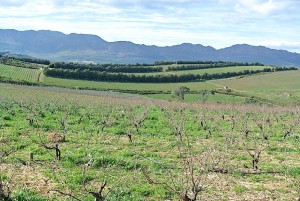 Bush vines