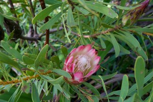 Fynbos bloom