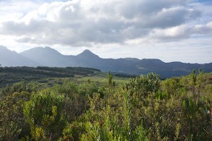 Fynbos with vineyards beyond
