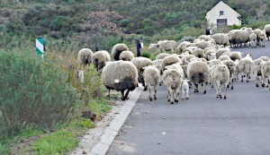 The sheep off to work