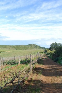 Vineyard view at Waterkloof