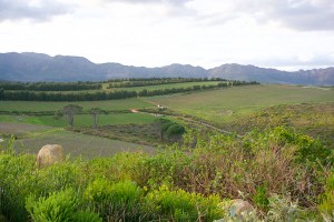 Waterkloof vineyard view