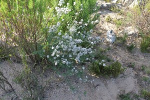 White fynbos blooming