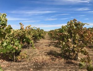Bechthold Vineyard