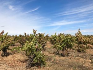 Bechthold Vineyard view