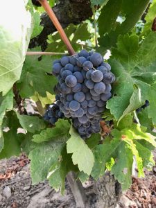 Carignane grape cluster