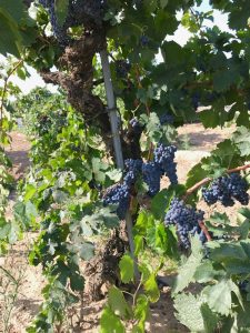 Rauser Vineyard Carignane