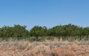 Pistachio orchard