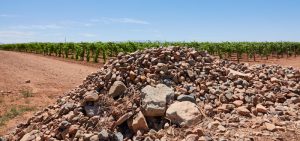 Stones from vineyard development