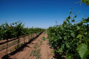 Vineyard row at Chiricahua Ranch Vineyards