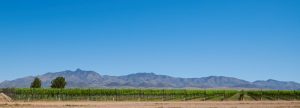 Chiricahua Ranch Vineyards and Dos Cabezas Mountains