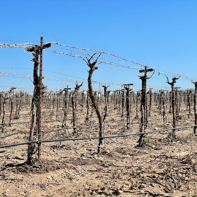 Robert Hall Winery Has A Regenerative Viticulture Field Day Pull That