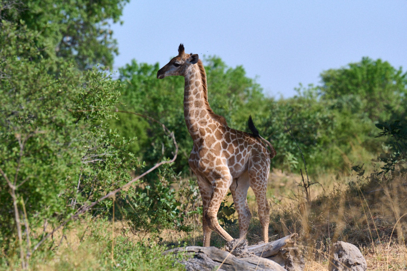 Newborn giraffe photo