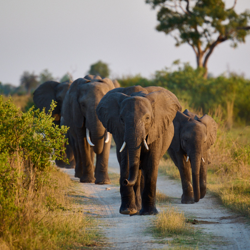 Elephants walking down the road photo