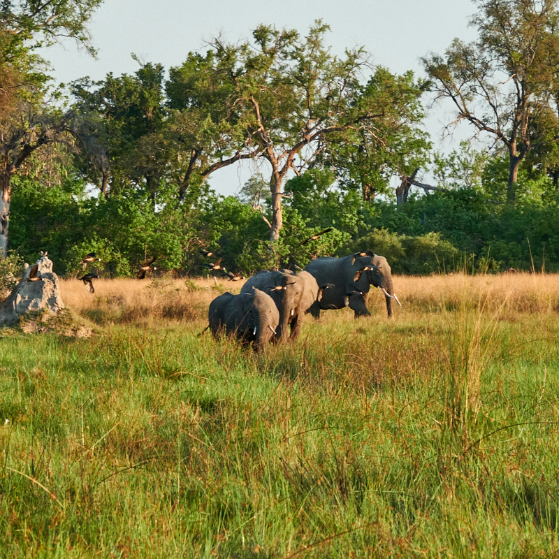 Elephants grazing photo