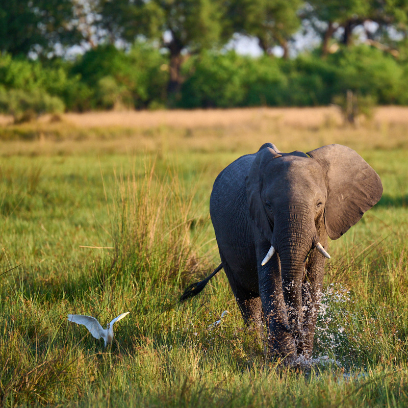 Elephant splashes through a marsh photo