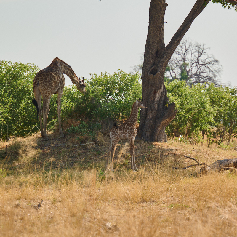 Newborn giraffe with its mother photo