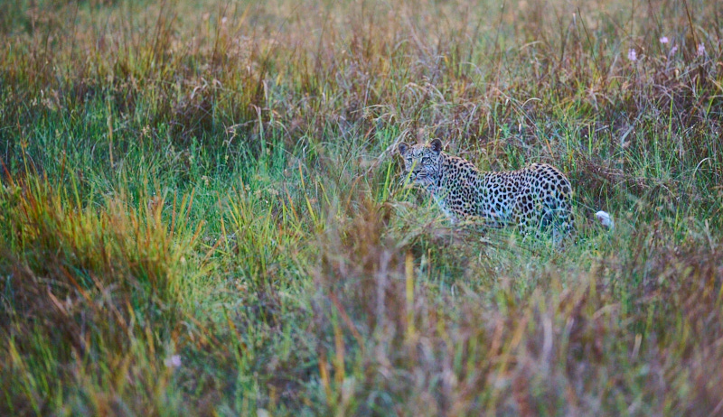 Leopard in the grass photo