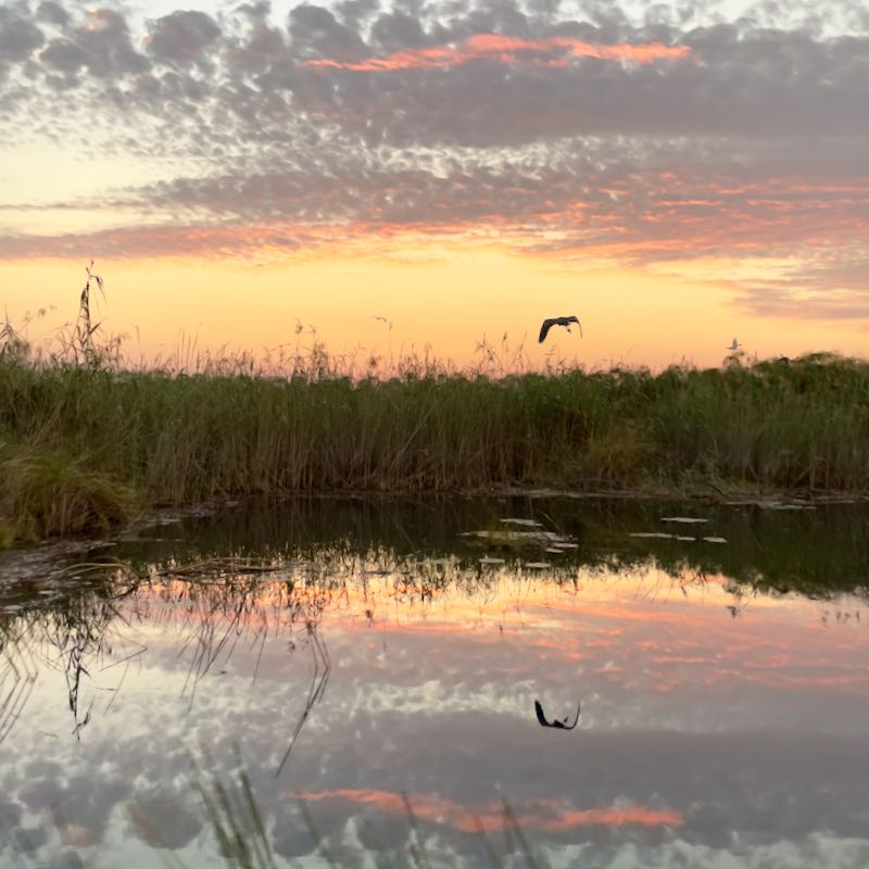 Sunset among the reeds photo
