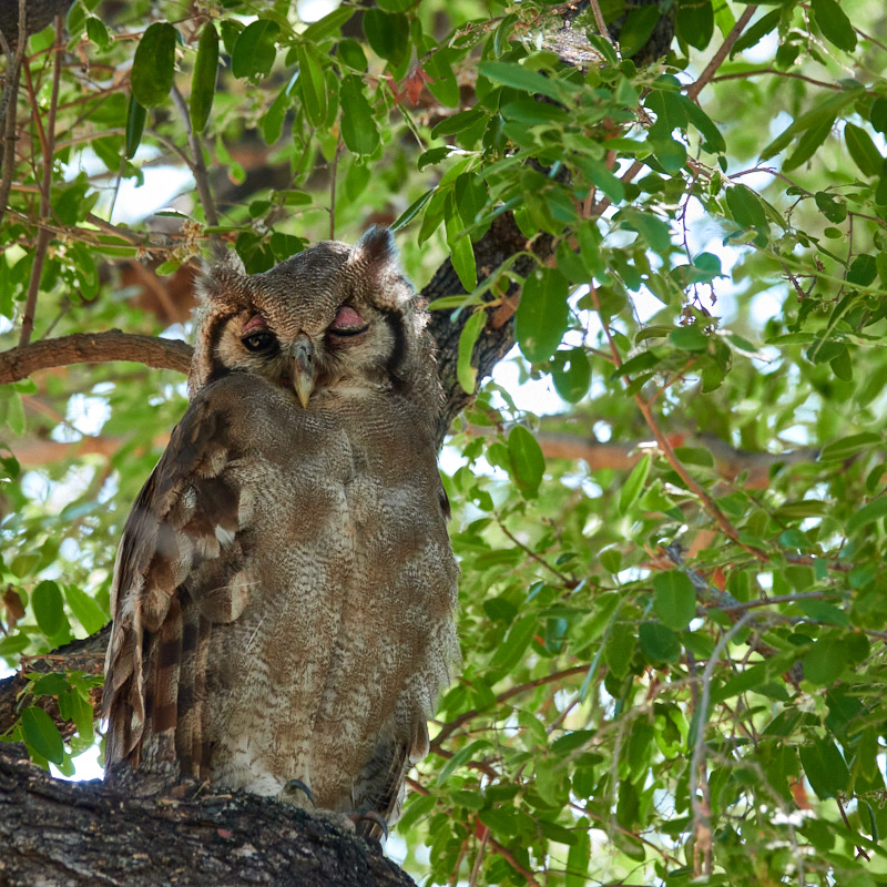 Verreaux's eagle-owl photo