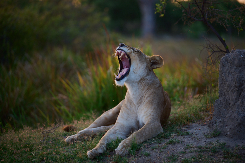 Lioness yawns photo