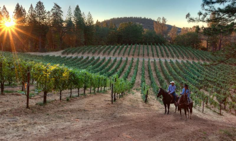 Hawk and Horse Vineyards photo provided by the winery