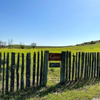 How to take maximum advantage of a sunny day. What a fun and informative tasting at Copain. Tasting mid-week is highly recommended; we had the whole place to ourselves. Started with Picpoul, then Chardonnay, two Pinots, Grenache and a juicy Syrah. And the view isn’t too shabby either! @copainwines
.
.
.
#sonomawine #winetasting #winegeek #winefun #winetastingfun #picpoul #picpoulblanc #chardonnay #chardonnaylover #pinotnoir #pinotnoirlover #grenache #syrah #springtimetasting #springflowers #youcansipwithus #sonomawinetasting #drinklocal #drinkcaliforniawine #andersonvalleypinotnoir #chalone #russianrivervalley #sonomacoast