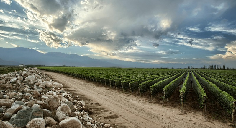 Photo of Finca Piedra Infinita showing large stones along the edge of the vineyard with Andes mountains in the background and a cloudy sky