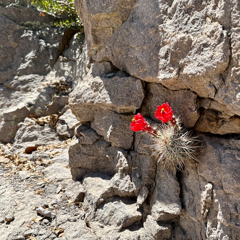 Photo of cactus with red bloom