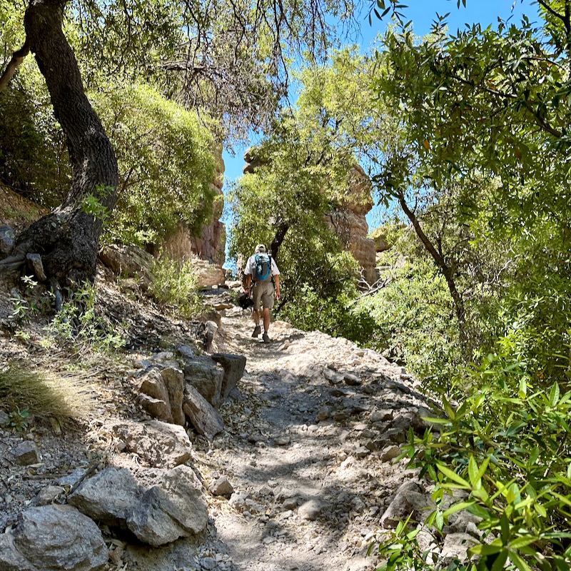Hiker on uphill trail through trees