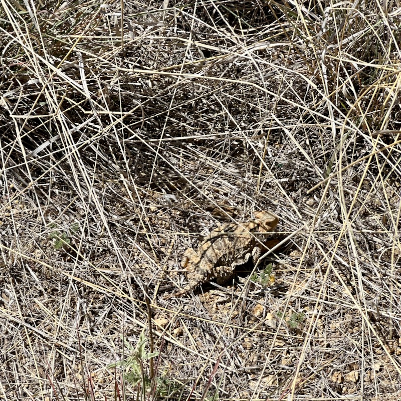 Horned lizard in dry grass