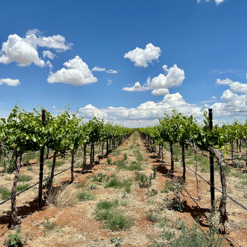 Photo LDV vines and clouds