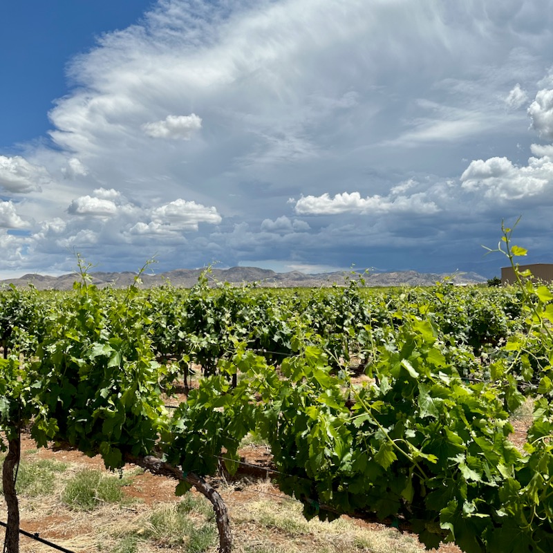 Photo of LDV vines and mountains