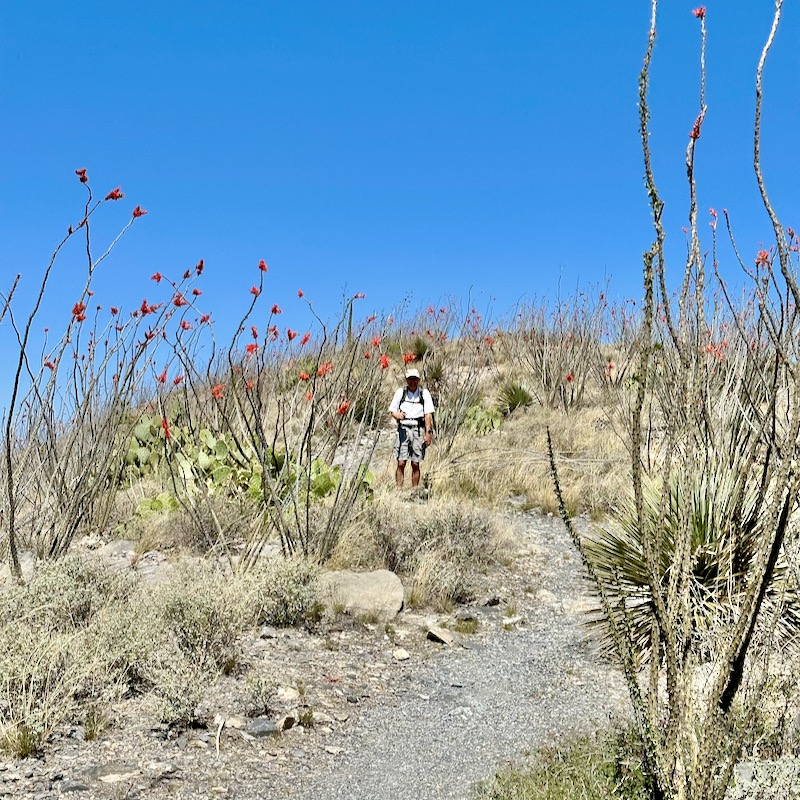 Photo of Peter standing on a trail surrounded by ocotillo in bloom