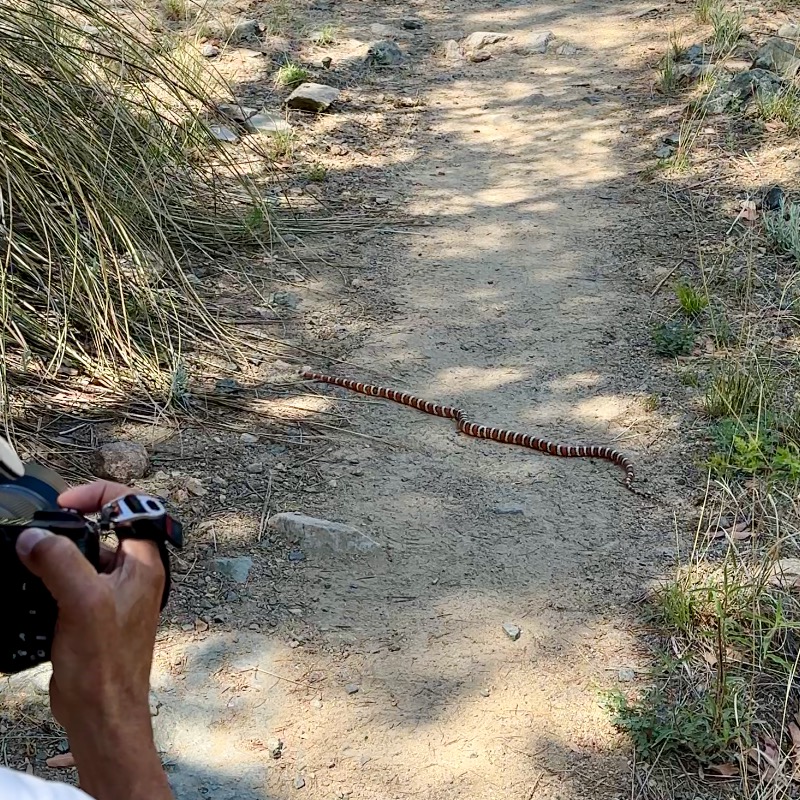 Sonoran Mountain Kingsnake crossing the trail