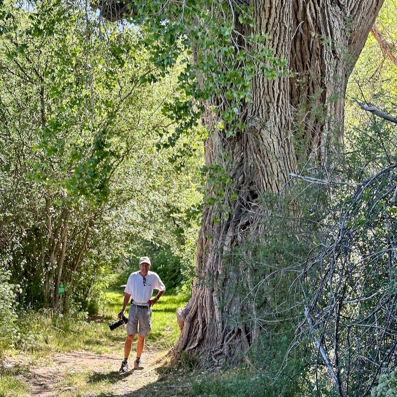 Peter standing beside ancient cottonwood tree at the Patagonia-Sonoita Creek Preserve