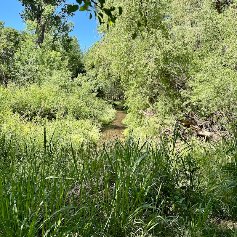 Photo of Creek at the Patagonia-Sonoita Creek Preserve