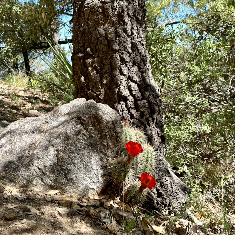 Photo of red cactus in bloom along Super Trail
